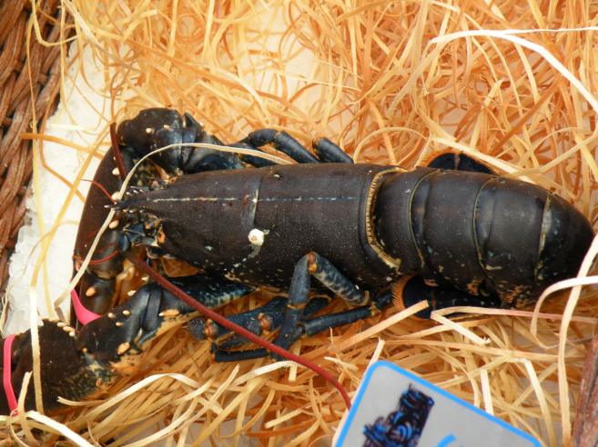  homard, gros plan
